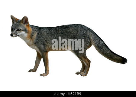 Gray Fox, Urocyon cinereoargenteus, unico mammifero in Belize Foto Stock