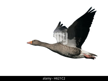 Oca Graylag, Anser anser, singolo uccello in volo, Gloucestershire, Regno Unito Foto Stock