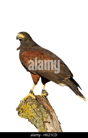 Harris hawk, Parabuteo unicinctus, singolo uccello sul ramo, falconeria bird con jessies sulle gambe Foto Stock