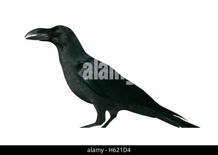 Jungle crow, Corvus macrorhynchos, singolo uccello sulla neve, Giappone Foto Stock