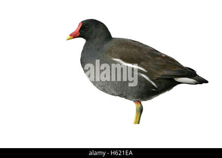 , Moorhen Gallinula chloropus, singolo uccello sull'erba, Gloucestershire, Regno Unito Foto Stock