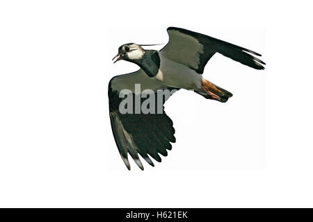 Pavoncella, Vanellus vanellus, singolo uccello in volo, Sud Uist, Ebridi, Scozia Foto Stock