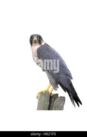 Falco pellegrino, Falco peregrinus, singolo uccello sul post, REGNO UNITO Foto Stock