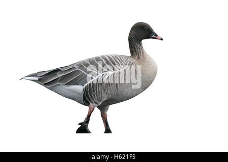 Rosa-footed goose, Anser brachyrhynchus, singolo uccello da acqua, Lancashire, Regno Unito Foto Stock