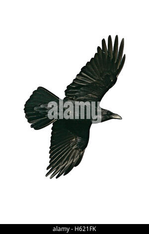 Raven, Corvus corax, singolo uccello in volo, Galles Foto Stock