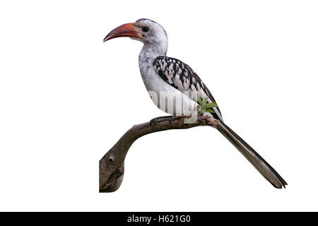 Rosso-fatturati hornbill, Tockus erythrorhynchus, singolo uccello sul ramo,Tanzania Foto Stock