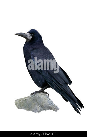 Rook, Corvus frugilegus, singolo uccello su roccia, Scozia, Gloucestershire Foto Stock