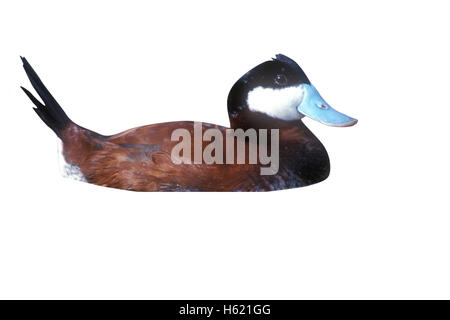 Ruddy duck, Oxyura jamaicensis, maschio singolo su acqua Foto Stock