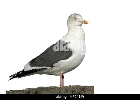 Slaty-backed gull, Larus schistisagus, singolo uccello su roccia, Giappone Foto Stock