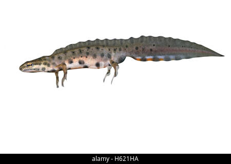 Newt liscia, Triturus vulgaris, maschio singolo in acqua Foto Stock