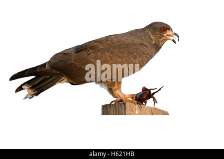 Snail kite, Rostrhamus sociabilis, singolo uccello sul pesce persico, Brasile Foto Stock