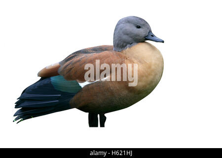 Sud-africano, shelduck Tadorna cana, unica donna sull'erba Foto Stock