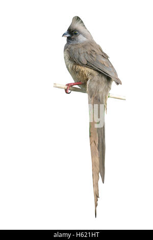 Chiazzato mousebird, Colius striatus, singolo uccello sul ramo, Tanzania Foto Stock