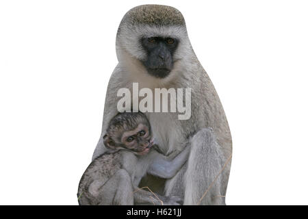 Vervet o green monkey, Chlorocebus pygerythrus, unico mammifero con baby, Tanzania Foto Stock