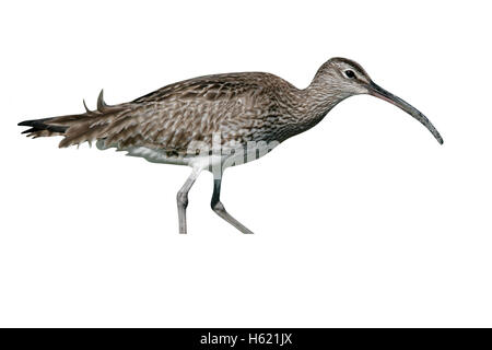 Whimbrel, Numenius phaeopus, singolo uccello sull'erba, Sud Uist, Hebrirdes, Scozia Foto Stock