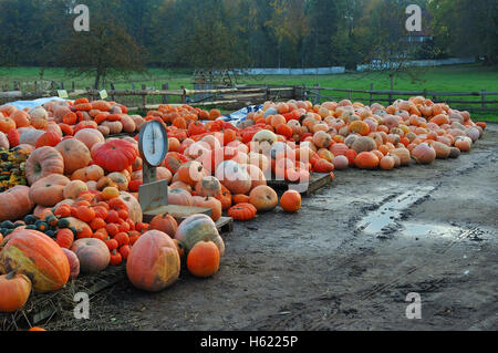 Colorate raccolto di zucca preparati per la vendita Foto Stock