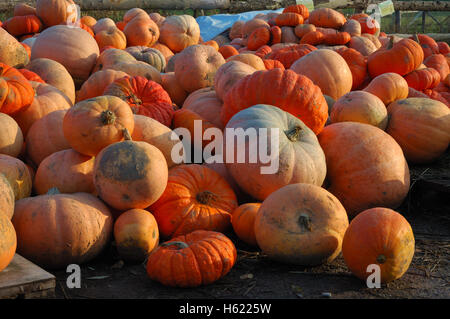 Colorate raccolto di zucca preparati per la vendita Foto Stock