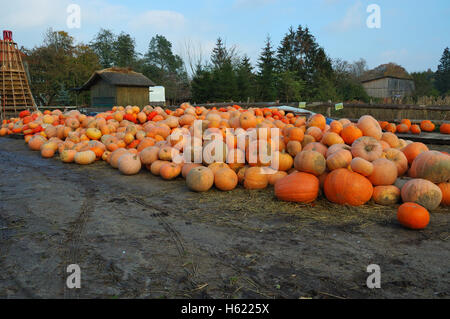 Colorate raccolto di zucca preparati per la vendita Foto Stock