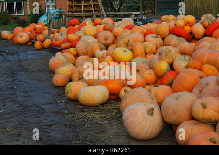 Colorate raccolto di zucca preparati per la vendita Foto Stock