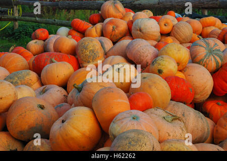 Colorate raccolto di zucca preparati per la vendita Foto Stock