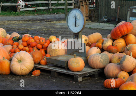 Colorate raccolto di zucca preparati per la vendita Foto Stock