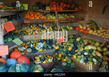 Colorate raccolto di zucca preparati per la vendita Foto Stock