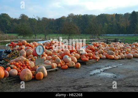 Colorate raccolto di zucca preparati per la vendita Foto Stock