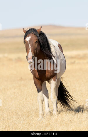 Un pinto Wild Horse con autunno del vento che soffia la criniera e la coda in erbe secche dello Utah in America West. Foto Stock