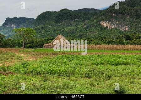 Giovani piantagioni di tabacco in Vinales, parte occidentale di Cuba Foto Stock