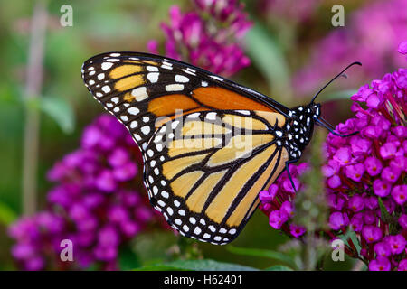 La monarch (Danaus plexippus) sorseggiando il nettare dai minuscoli fiori di lavanda Foto Stock