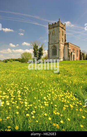 Un campo di renoncules a San Matteo chiesa, Rushall, Wiltshire. Foto Stock