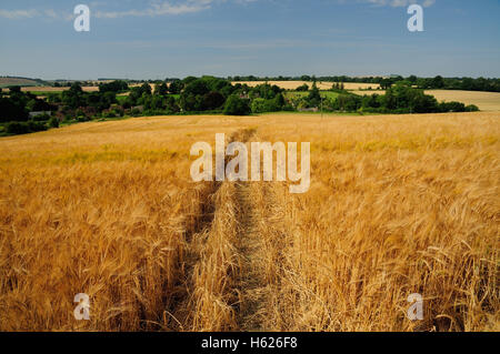 Sentiero pubblico attraverso un campo di orzo. Foto Stock