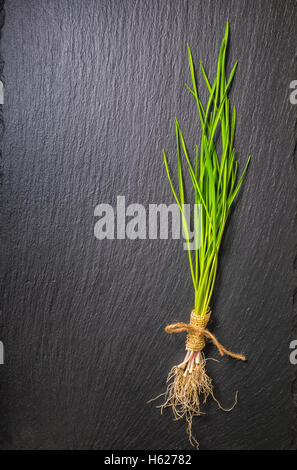 Bel mazzo fresco verde primavera stocchi di aglio e radici di spago legato su sfondo di ardesia, close up Foto Stock