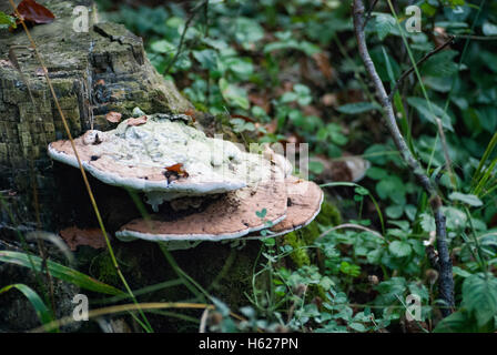 Staffa bitorzoluto (Trametes gibbosa) funghi su un ceppo di albero. Legno-fungo di decadimento è una varietà di fungo che digerisce legno umido. Foto Stock