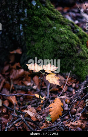 Crescendo giovane quercia dal secco livelli (rovere) Foto Stock