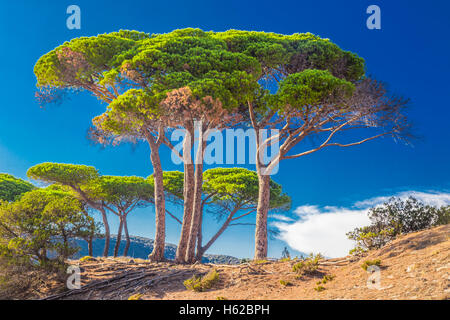 Alberi di pino sulla spiaggia in Corsica, Francia, Europa. Foto Stock