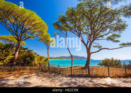 Pini a Palombaggia spiaggia di sabbia sulla parte sud della Corsica, in Francia, in Europa. Foto Stock