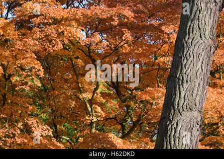 Acer palmatum le foglie in autunno. Foto Stock