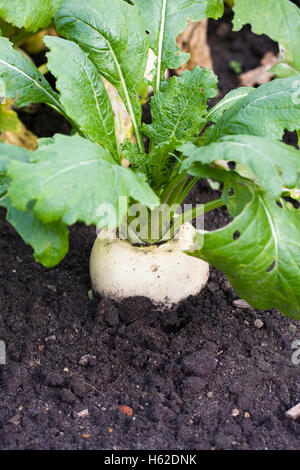 " Brassica rapa'. La rapa piccolo "Pal' in crescita in un orto. Foto Stock