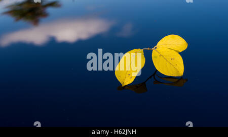 Visselhoevede, Germania. 23 Ott, 2016. Foglie di giallo giaceva sul tetto di una vettura, che riflette il blu del cielo vicino Visselhoevede, Germania, 23 ottobre 2016. Foto: Daniel Reinhardt/dpa/Alamy Live News Foto Stock