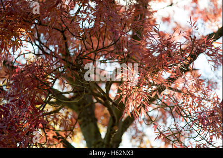 Lincoln, Regno Unito. Il 23 ottobre 2016. Regno Unito meteo. Lincoln mostra i suoi colori autunnali. Il delicato foglie di una cenere Raywood (Fraxinus angustifolia) Credito: marchio d/Alamy Live News Foto Stock