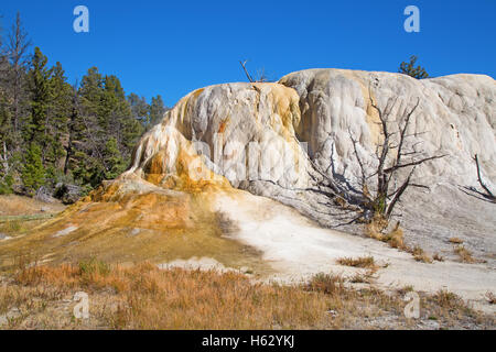 Mammoth Hot Springs nel Parco Nazionale di Yellowstone, Wyoming USA Foto Stock