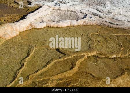 Mammoth Hot Springs nel Parco Nazionale di Yellowstone, Wyoming USA Foto Stock