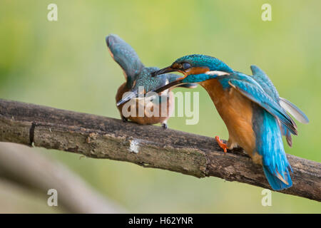 Il Martin pescatore comune ( Alcedo atthis ) maschio adulto, di mordere la sua prole, combattimento, a caccia di prole al di fuori del suo territorio. Foto Stock