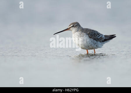 Spotted Redshank / Dunkler Wasserlaeufer ( Chevalier arlequin ), piumaggio di base appoggiata in acqua poco profonda, il Wadden Sea, wader bird Foto Stock