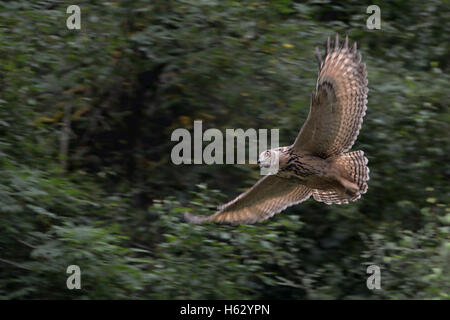 Gufo reale / Europaeischer Uhu ( Bubo bubo ) nella caccia silenzioso volo attraverso una vecchia cava, nel crepuscolo, la fauna selvatica, panning. Foto Stock