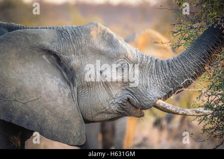 Elefante africano mangia i rami di un albero di Acacia Foto Stock