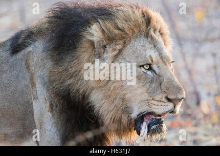 Wild maschio adulto Lion con un cane sciolto Stalking preda in Sud Africa Foto Stock