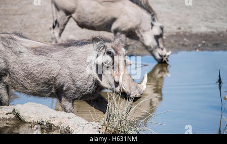 Wild Warthog comune (Phacochoerus africanu) in corrispondenza di un foro di acqua in Africa Foto Stock