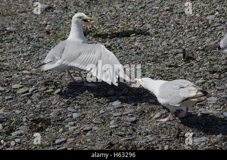 Funny colpo di due scontri Gabbiani sulla spiaggia, uno tenendo l'altro/l'altra ala nel suo becco. Foto Stock